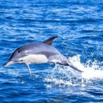 Dolphin Watching in Lisbon - The Role of Marine Biologists and Expert Guides