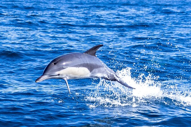 Dolphin Watching in Lisbon - The Role of Marine Biologists and Expert Guides