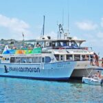 Dolphin Watching in Majorca - What to Expect During the Dolphin Sightings