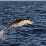 Dolphin-Watching in Marina de Lagos - The Experience with Expert Skippers
