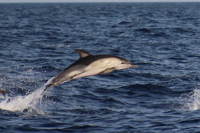 Dolphin-Watching in Marina de Lagos - The Experience with Expert Skippers