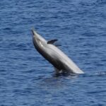 Dolphin Watching Tour with Snorkeling from Olbia - Snorkeling at Spiaggia di Cala Moresca