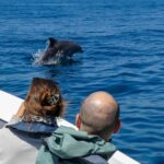 Dolphin Watching with Biologist in Arrábida Natural Park - Exploring the Natural Habitat of Dolphins