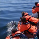 Dolphins Watching - Portimão - Starting Point at Seadolphins Boat Tours