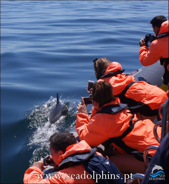Dolphins Watching - Portimão - Starting Point at Seadolphins Boat Tours