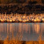 Doñana: 4x4 tour of the national park and beaches - Discovering Doñana National Park in a 4-Hour Guided Tour