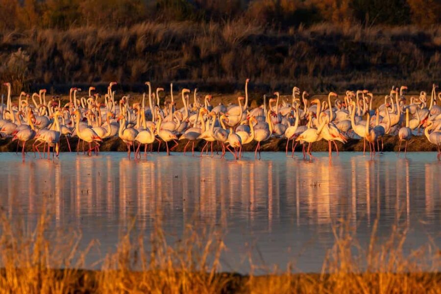 Doñana: 4x4 tour of the national park and beaches - Discovering Doñana National Park in a 4-Hour Guided Tour