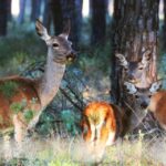 Doñana National Park: 2-Day Tour from Seville - Starting Point and Main Transportation Mode
