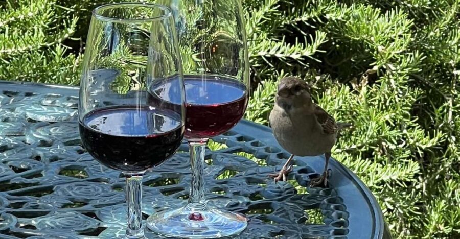 Douro Tour: Wine Tastings, Boat Ride & Manor House Lunch - Starting Point and Transportation: From Largo da Estação to Douro’s Heart