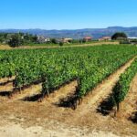 Douro Valley Private Tour (winery + boat + viewpoint) - Starting Point at Régua Train Station or Your Accommodation