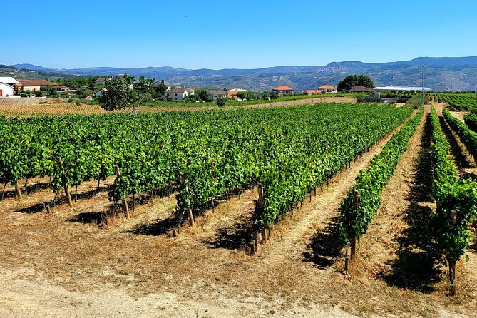 Douro Valley Private Tour (winery + boat + viewpoint) - Starting Point at Régua Train Station or Your Accommodation