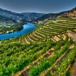 Douro Valley Private Tour with 2 wine tastings - Starting from Porto with a Private Pickup