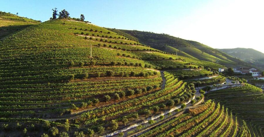 Douro Valley: Quinta de S. Luiz Winery Tour and Tasting - Panoramic Views and Relaxed Atmosphere at the Terrace S. Luiz