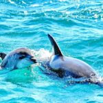 Dreamer Cave and Dolphins Boat Tour Ticket Albufeira - Speedy Journey Along the Algarve Coast