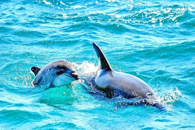 Dreamer Cave and Dolphins Boat Tour Ticket Albufeira - Speedy Journey Along the Algarve Coast