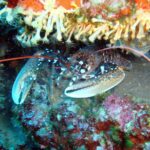 DSD - First time diving course - Location and Meeting Point in Dalmatia