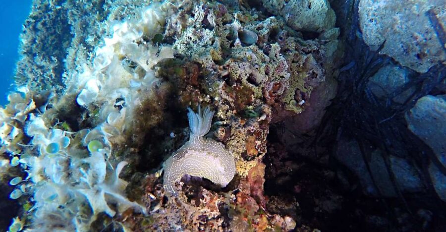 Dubrovnik: 1-Day Discover Scuba Diving Course - Starting Point at Blue Planet Diving Center in Dubrovnik Palace