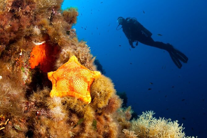 Dubrovnik 1 Dive for Certified Divers - Meeting and Check-In at Blue Planet Diving Center
