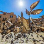 Dubrovnik for Kids: A Playful Family Walking Tour Experience - Starting Point at Pile Gate in Dubrovnik’s Old Town