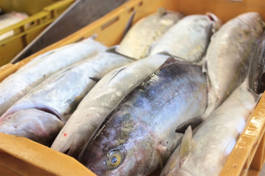 Dubrovnik: Private Cooking Experience with Wine Tasting - Scenic Drive to Mount Srdj and Dubrovnik Countryside Views