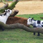 Dunstable: Whipsnade Zoo Full-Day Entrance Ticket - The Size and Setting of Whipsnade Zoo in Bedfordshire