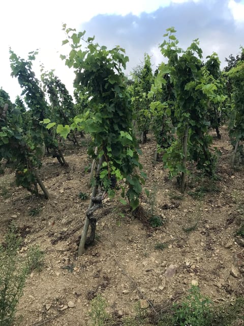 DUO PARENTS CHILDREN WINE CÔTE-RÔTIE TOUR VISIT - Starting Point and Meeting Logistics in Tupin-et-Semons