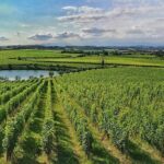 E-Bike tour and Wine tasting from Desenzano Inland - Cycling Through Desenzano and Sirmione Inland