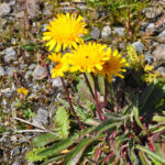 EDIBLE SPONTANEOUS PLANTS - How the Tour Starts in Aosta and Moves Into Nature