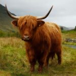 Edinburgh Essentials  4-Hour Private Tour - Starting at Edinburgh Castle Viewpoint on Calton Hill