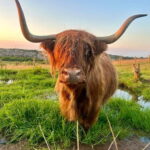 Edinburgh: Highland Cow, Blackness Castle, and Cake Tour - Exploring Blackness Castle: A Fortress with Towering Views