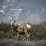 Edinburgh: Pitlochry Highland Wildlife and Doune Castle tour - Exploring the Highland Wildlife at Avon Aqueduct and Farm Experience