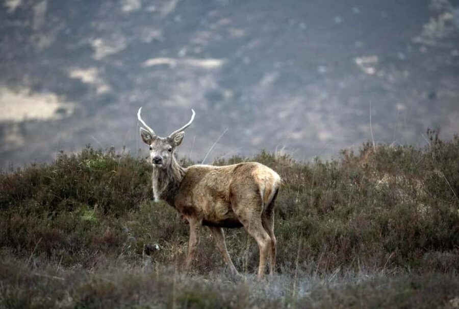 Edinburgh: Pitlochry Highland Wildlife and Doune Castle tour - Exploring the Highland Wildlife at Avon Aqueduct and Farm Experience
