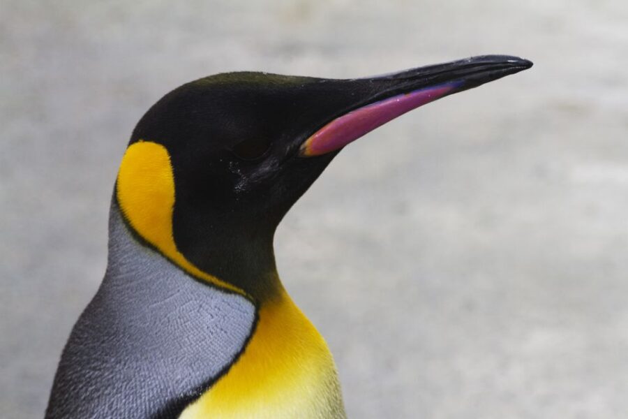 Edinburgh Zoo Entrance Ticket - Explore the Pygmy Hippo Calf, Haggis, and Other Animal Encounters