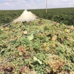 El Puerto de Santa María Winery and Tasting - Discovering the Secrets of Local Winemaking