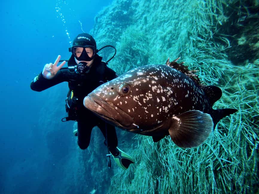Elba Island: Scuba Diving Experience with Boat Tour - Key Points
