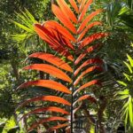 Elche: Entry Ticket Huerto del Cura National Artistic Garden - Practical Tips and Visitor Information