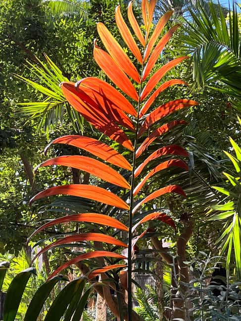 Elche: Entry Ticket Huerto del Cura National Artistic Garden - Practical Tips and Visitor Information