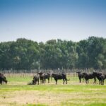 Electric bike excursion in Camargue - The Electric Bike Experience in Camargue