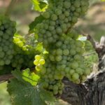 English Speaking Loire Winery Tours pickup from Amboise or Tours - Exploring Notable Vineyards and Tastings