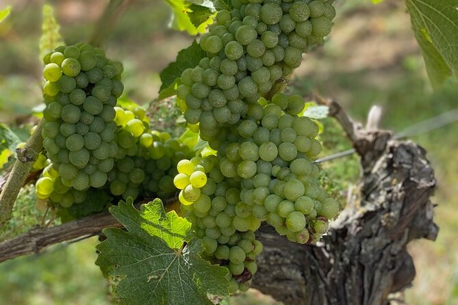 English Speaking Loire Winery Tours pickup from Amboise or Tours - Exploring Notable Vineyards and Tastings