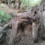 Enter the painting, touch the roots and go back in time ! - The Significance of Van Gogh’s Final Painting and Its Landscape