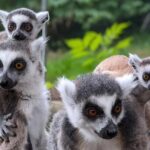 Entry ticket to Hoo Zoo and Dinosaur World in Telford - Hoo Zoo’s Unique Animal Experiences