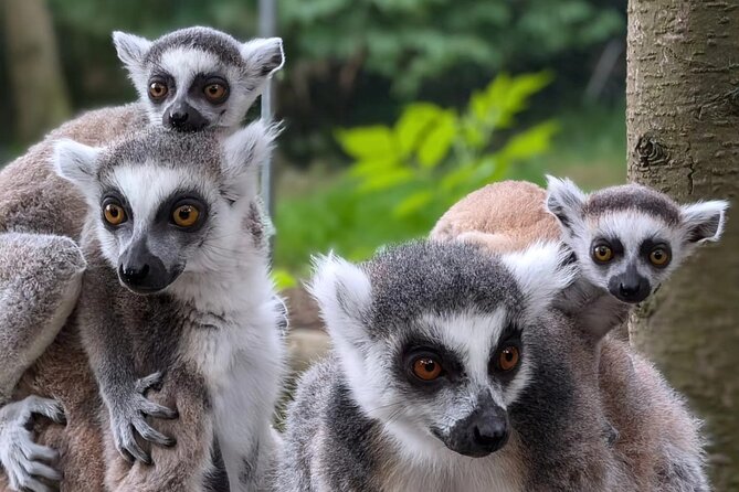 Entry ticket to Hoo Zoo and Dinosaur World in Telford - Hoo Zoo’s Unique Animal Experiences