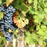 Epicurean Discovery Tour with Wine & Local Specialties - Visiting Château du Petit Thouars in Saint-Germain-sur-Vienne