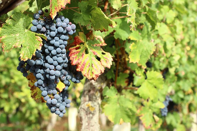 Epicurean Discovery Tour with Wine & Local Specialties - Visiting Château du Petit Thouars in Saint-Germain-sur-Vienne