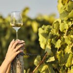 Ercolano vineyards, view cellar wine tasting and brunch - Discovering the Vineyards Overlooking the Gulf of Naples