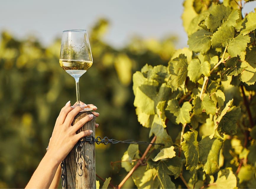 Ercolano vineyards, view cellar wine tasting and brunch - Discovering the Vineyards Overlooking the Gulf of Naples