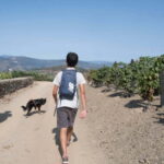 Ervedosa do Douro: Guided Walking Tour with Picnic Lunch - Tasting Local Olive Oil and Honey