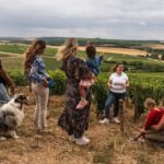 Escapade and tasting in the Chablis vineyards - From the Vineyard to the Tasting: Starting Point and Logistics