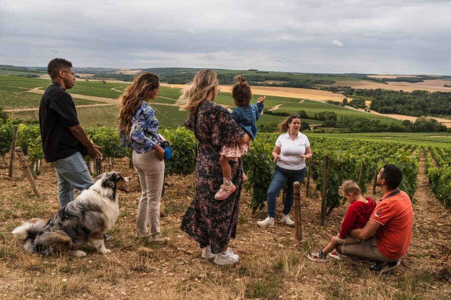 Escapade and tasting in the Chablis vineyards - From the Vineyard to the Tasting: Starting Point and Logistics